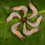 BACKWATER- NAARAN- PRAWNS / KAYAL NAARAN CHEMMEEN (MEDIUM) — നാരൻ ചെമ്മീൻ / കായൽ നാരൻ (Naaran Chemmeen)