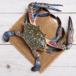 MUD CRAB (BIG) — വലിയ ചെമ്പൻ ഞണ്ട് / കരിഞ്ഞണ്ട് (Valiya Chemban Njandu / Karinnjandu)
