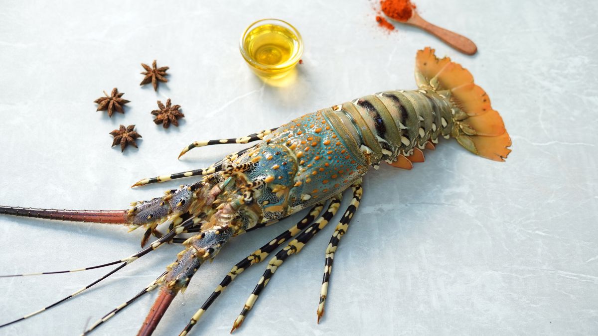 xr:d:DAFD23cSk2M:18,j:28850419540,t:22061712 LOBSTER SMALL — ചെറിയ കൊഞ്ച് / സിംഗി എരാൾ (Cheriya Konchu / Singi Eral) - Image 1