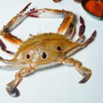 Three Spot Crab (Cleaned) – 1 Kgമുക്കണ്ണ് ഞണ്ട് (ക്ലീൻ ചെയ്തത്) – 1 കിലോ(Mukkann Njandu (cleaned) – 1 kilo)