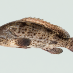 HAMOUR - BROWN SPOTTED GROUPER / KADAL KAROOP - BIG — ഹമൂർ / കടൽ കാരൂപ്പ് (Kadal Karoop)